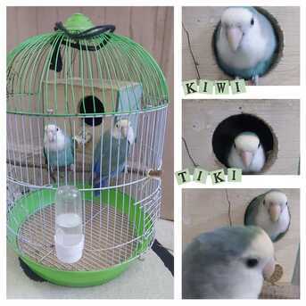 Al Aziziyah, Pet Adoption, Selling Lovebirds/Pair 400 SAR With Cage