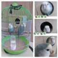Selling Lovebirds/Pair 400 SAR With Cage