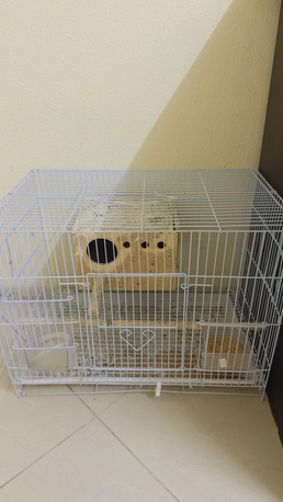 Dammam, Pet Supplies, SAR 80,  I Want To Sell My Love Bird(single)and Cage