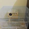 SAR 80,  I Want To Sell My Love Bird(single)and Cage