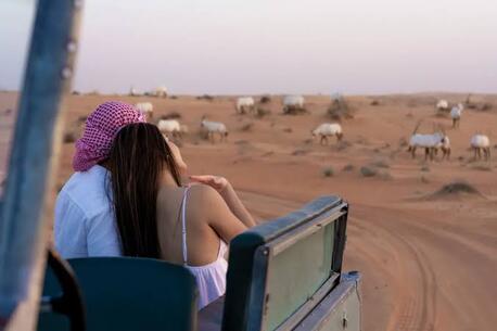 Dubai, Travel, Dubai Evening Desert Safari With BBQ Dinner, Camel Ride & Pickup