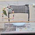 SAR 195,  Cages For Birds (different Sizes) & Birds Houses