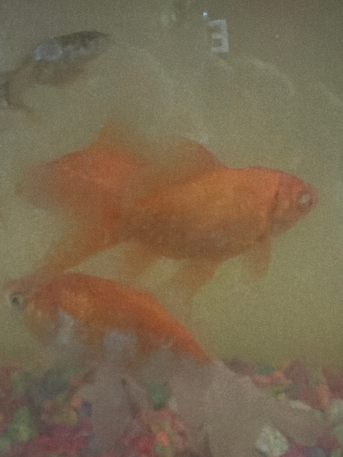 Riyadh, Pet Supplies, SAR 70,  5 To 6 Aquariem Fishes