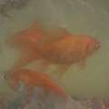 SAR 70,  5 To 6 Aquariem Fishes