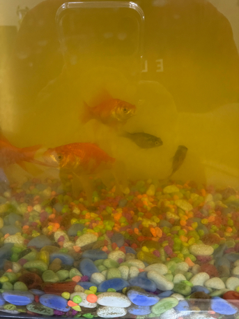 Riyadh, Pet Supplies, SAR 70,  5 To 6 Aquariem Fishes