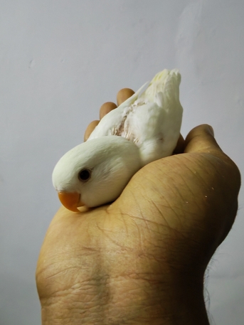 Jubail, Pet Supplies, SAR 170,  Rose Lovebirds 2 Pair And 2 Chick Available