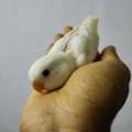 SAR 170, Rose Lovebirds 2 Pair And 2 Chick Available