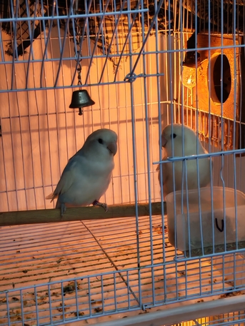 Jubail, Pet Supplies, SAR 170,  Rose Lovebirds 2 Pair And 2 Chick Available