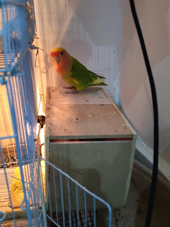 Jubail, Pet Supplies, SAR 170,  Rose Lovebirds 2 Pair And 2 Chick Available