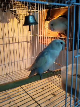 Jubail, Pet Supplies, SAR 170,  Rose Lovebirds 2 Pair And 2 Chick Available