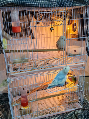 Jubail, Pet Supplies, SAR 170,  Rose Lovebirds 2 Pair And 2 Chick Available