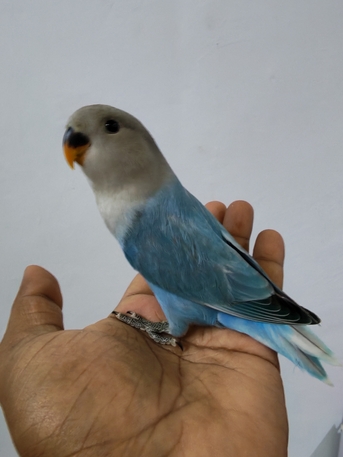 Jubail, Pet Supplies, SAR 170,  Rose Lovebirds 2 Pair And 2 Chick Available