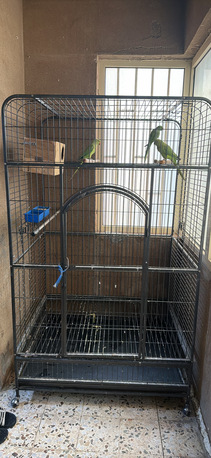 Khobar, Pet Supplies, SAR 1250,  Iron Cage With Indian Ring Neck Bird