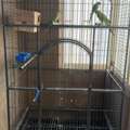 SAR 1250,  Iron Cage With Indian Ring Neck Bird