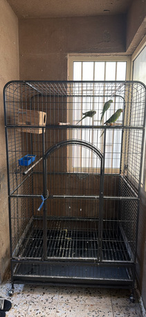 Khobar, Pet Supplies, SAR 1250,  Iron Cage With Indian Ring Neck Bird