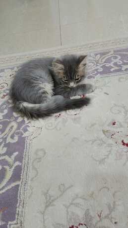Manama, Pet Supplies, BHD 20,  2 Persian Small Cat