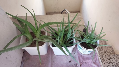 Gudaibiya, Farm & Garden, BHD 6,  3 POT ALOE VERA PLANT FOR SALE