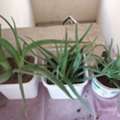 BHD 6,  3 POT ALOE VERA PLANT FOR SALE
