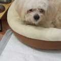 I Have A Well Trained Dog... Breed Poodle