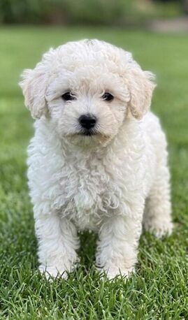 Jeddah, Pet Adoption, I Have A Well Trained Dog... Breed Poodle