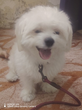 Jeddah, Pet Adoption, I Have A Well Trained Dog... Breed Poodle