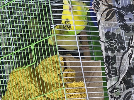 Riyadh, Pet Supplies, SAR 140,  Healthy Budgie Pair For Sale
