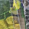 SAR 140,  Healthy Budgie Pair For Sale