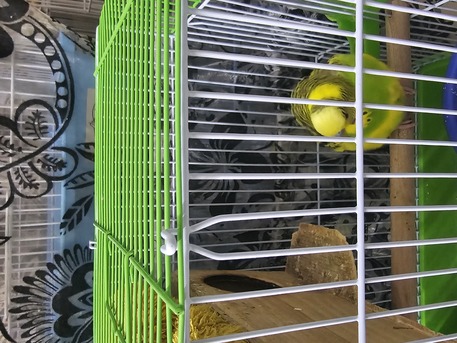 Riyadh, Pet Supplies, SAR 140,  Healthy Budgie Pair For Sale