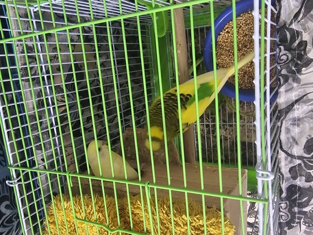 Riyadh, Pet Supplies, SAR 140,  Healthy Budgie Pair For Sale