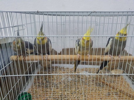 Dammam, Pet Supplies, SAR 600,  Birds For Sale