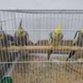 SAR 600,  Birds For Sale