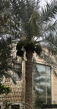 Manama, Rooms for Rent, BHD 100/year,  🏡 Room Available In A 🏡 Room Available In A Fully Furnished Apartment