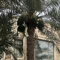 BHD 100/year,  🏡 Room Available In A 🏡 Room Available In A Fully Furnished Apartment