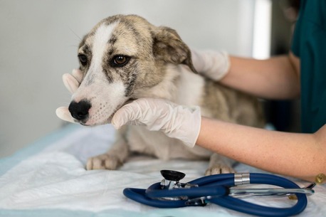 New York, Pet Sitting, Trusted Provider Of Best Veterinary Care Water Valley, MS