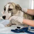 Trusted Provider Of Best Veterinary Care Water Valley, MS