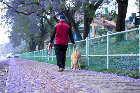 Mumbai, Pet Sitting, Dog Walkers In Raipur