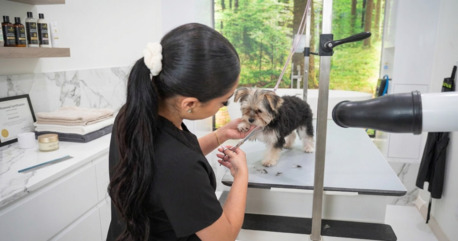 New York, Pet Supplies, USD 55,  Cat Grooming Packages In USA | Professional Pet Grooming Services For Cats & Dogs