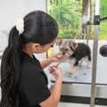 USD 55,  Cat Grooming Packages In USA | Professional Pet Grooming Services For Cats & Dogs