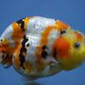 Fancy Goldfish For Sale