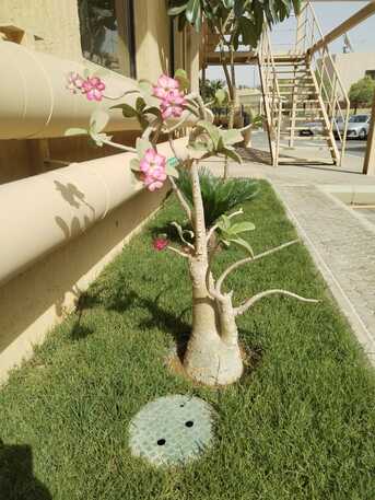 Al Malqa, Farm/Garden, تنسيق الحدائق في الرياض | توريد وتركيب النب