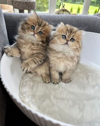 New York, Business, Persian Kittens Near Me
