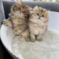 Persian Kittens Near Me