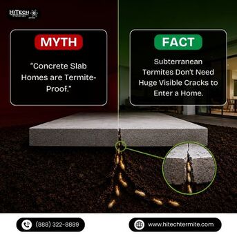 New York, Pest Control, Myth Vs Fact