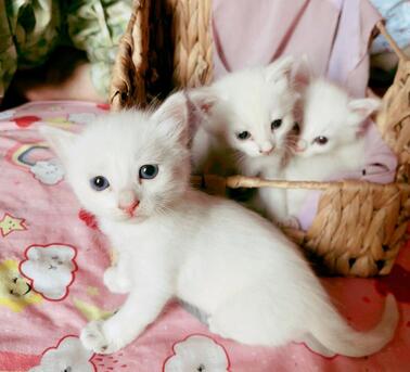 Jeddah, Pet Supplies, 4 Kittens, Adoption Free(only Jeddah)