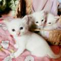 4 Kittens, Adoption Free(only Jeddah)