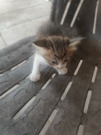 Jeddah, Pet Supplies, 4 Kittens, Adoption Free(only Jeddah)