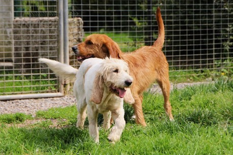 London, Pet Adoption, Jayne Rubins (Tracey Carter) Animal Welfare