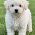 Poddle For Adoption