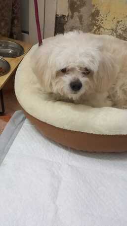 Jeddah, Pet Adoption, Poddle For Adoption