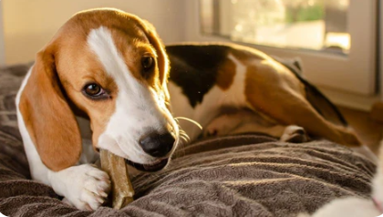 New York, Food, USD 8,  Buy Premium Quality Safe Healthy Dog Chews